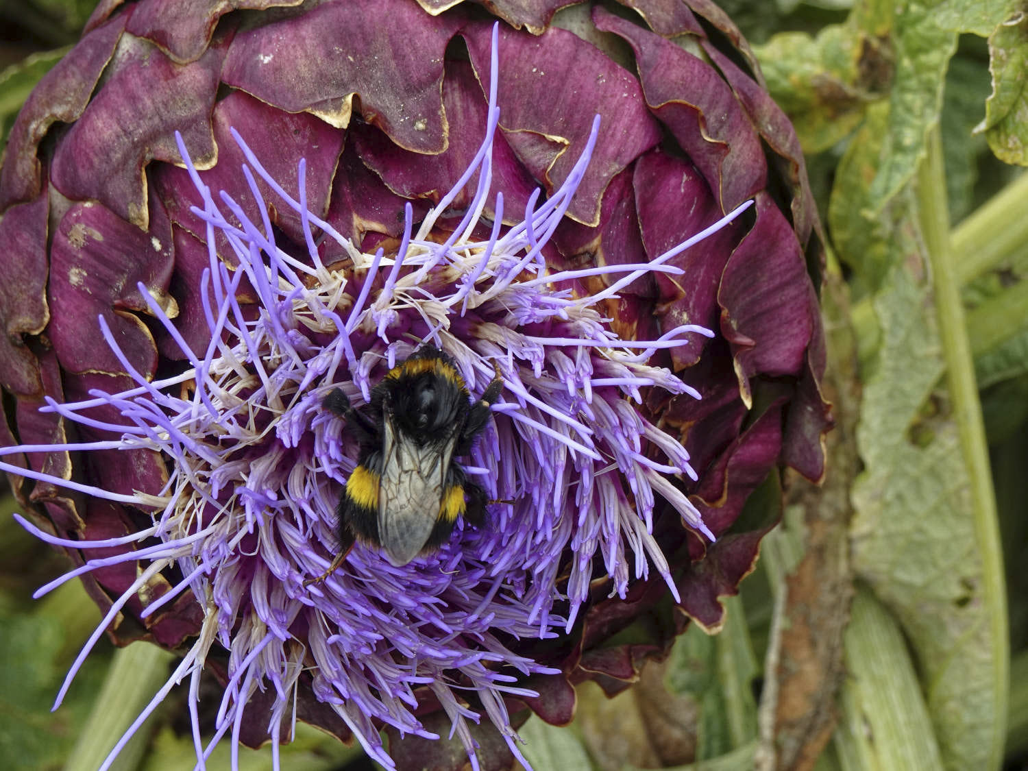 Honeybee